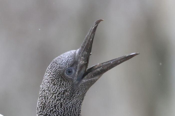 Gannet