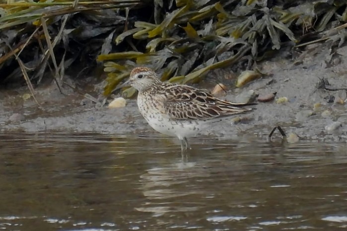 Sharp-tailed Sandpiper