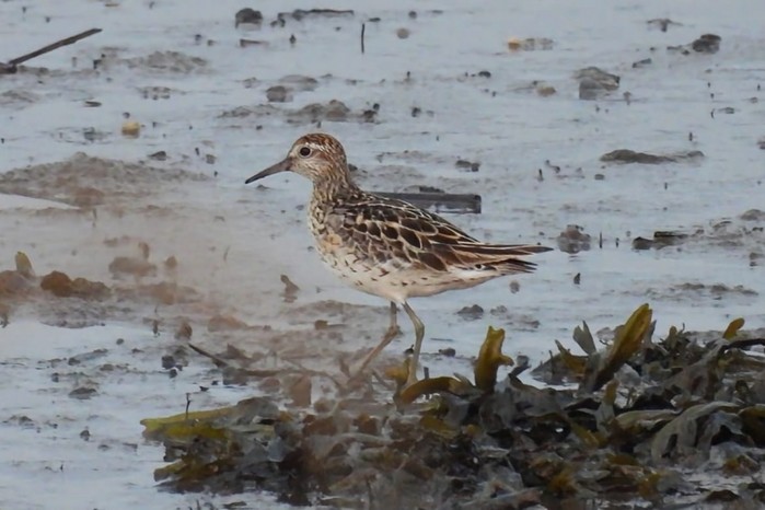 Sharp-tailed Sandpiper