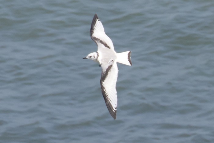 Kittiwake