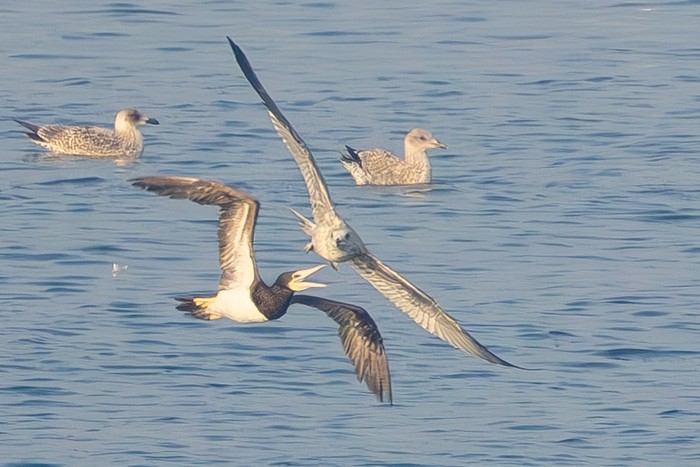 Brown Booby