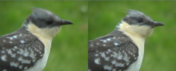 Great Spotted Cuckoo