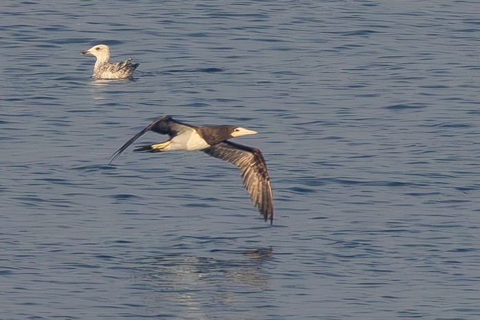 Brown Booby