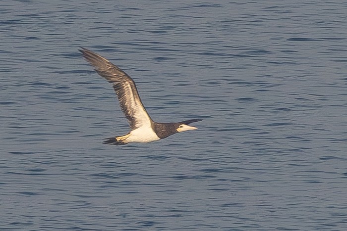 Brown Booby
