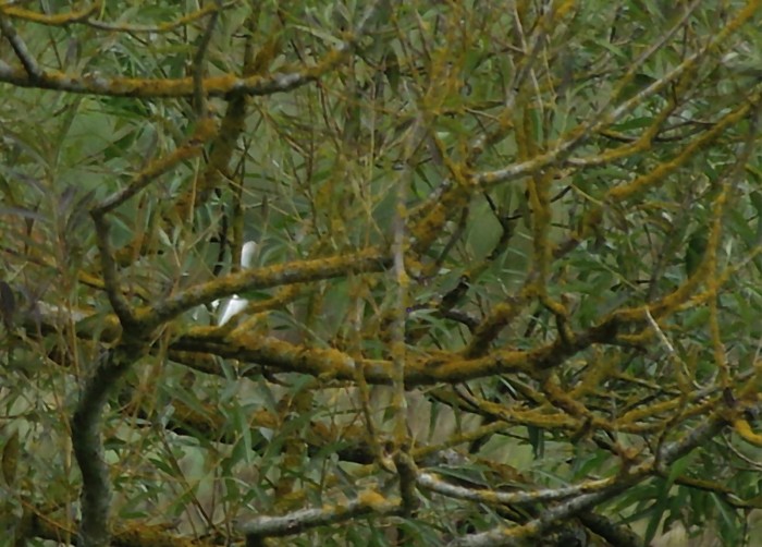 Cattle Egret