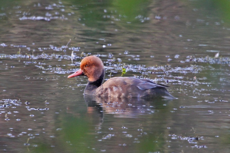 Red-crested Pochard