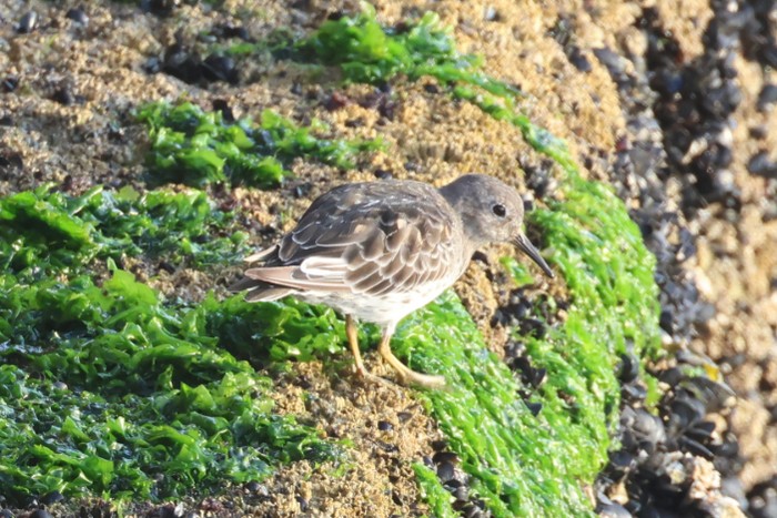 Purple Sandpiper