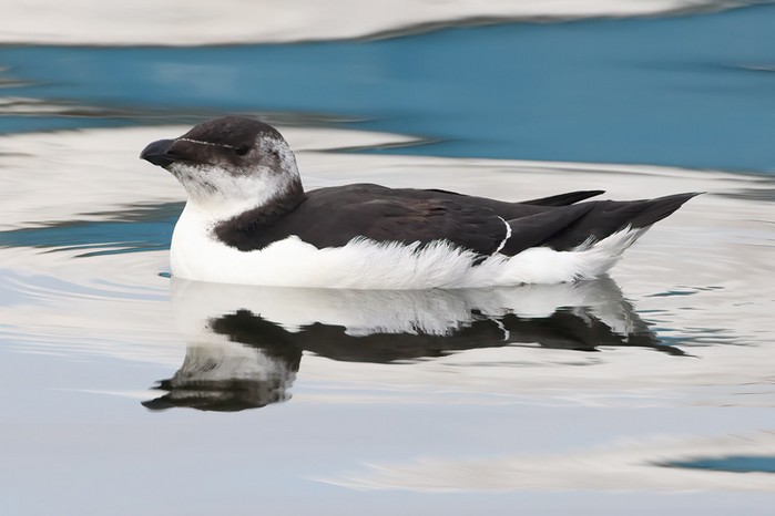 Razorbill