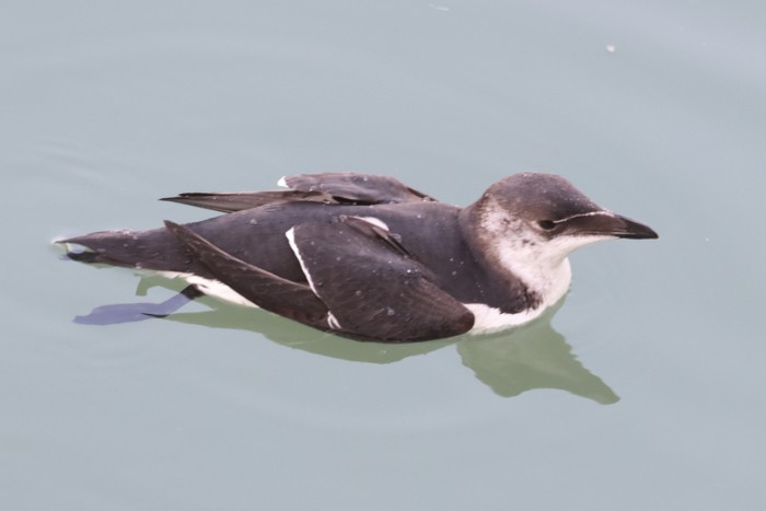 Razorbill