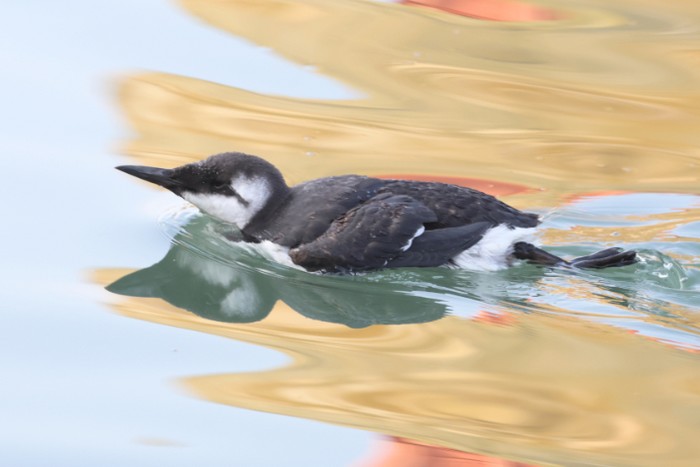 Guillemot