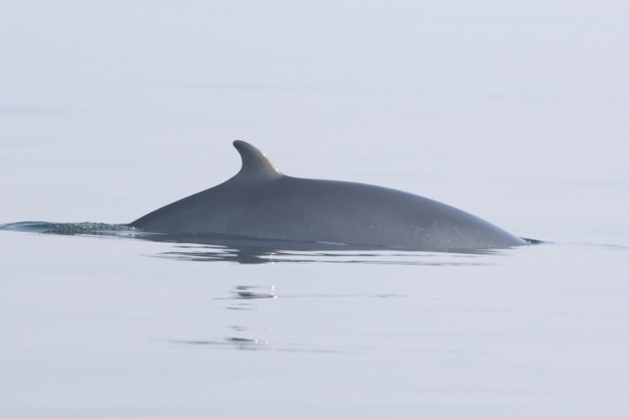 Minke Whale