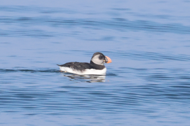 Puffin