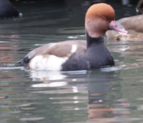 Red-crested Pochard