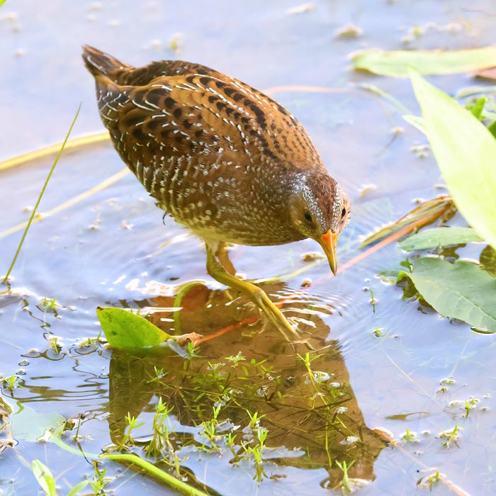 Spotted Crake