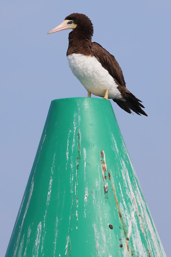 Brown Booby