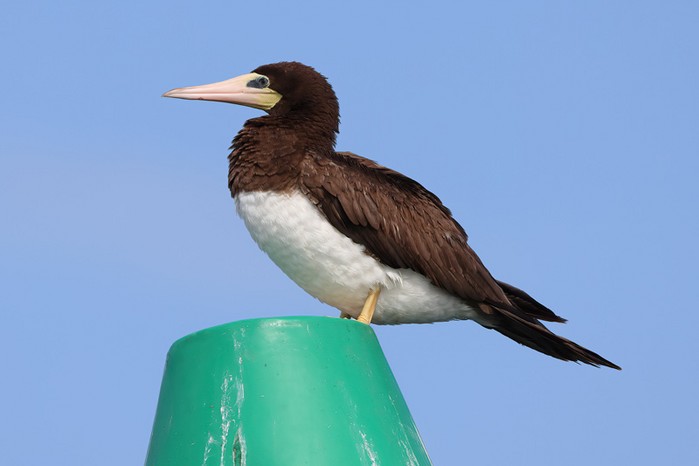 Brown Booby
