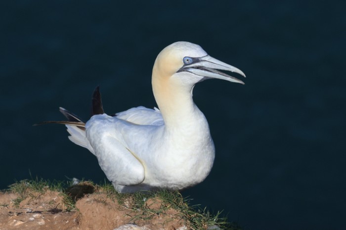 Gannet