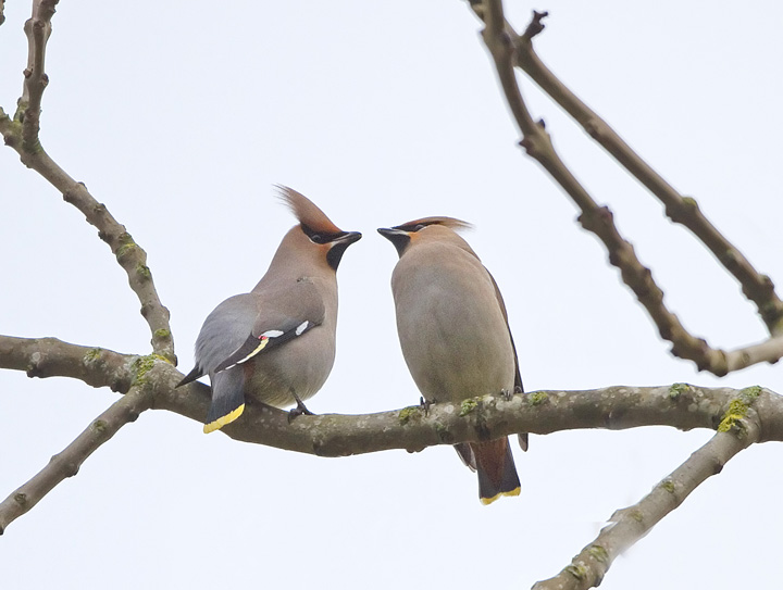 Waxwing