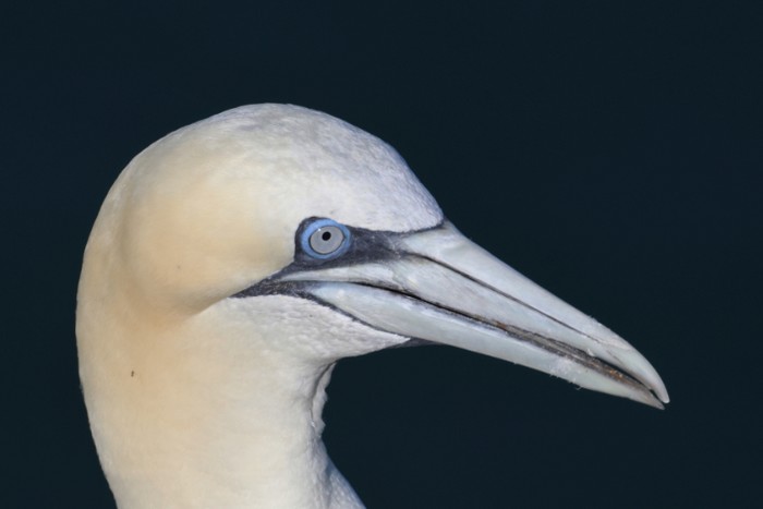 Gannet