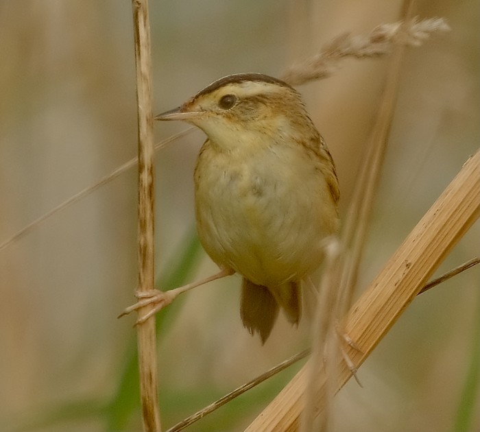 Aquatic Warbler
