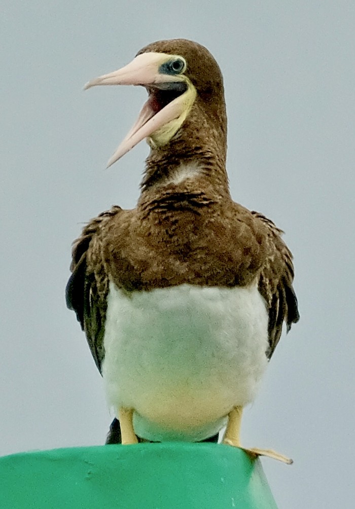 Brown Booby