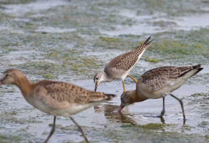 Lesser Yellowlegs