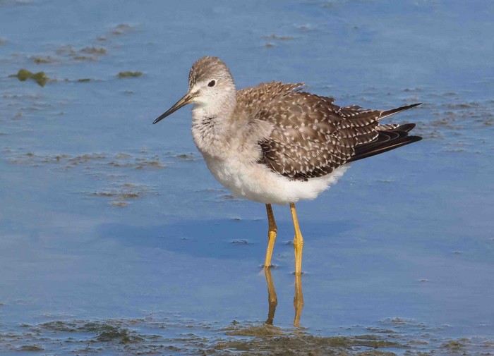 Lesser Yellowlegs