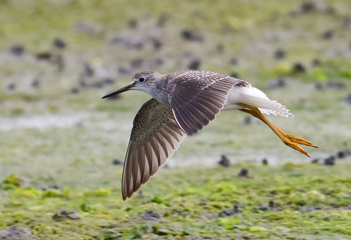 Lesser Yellowlegs