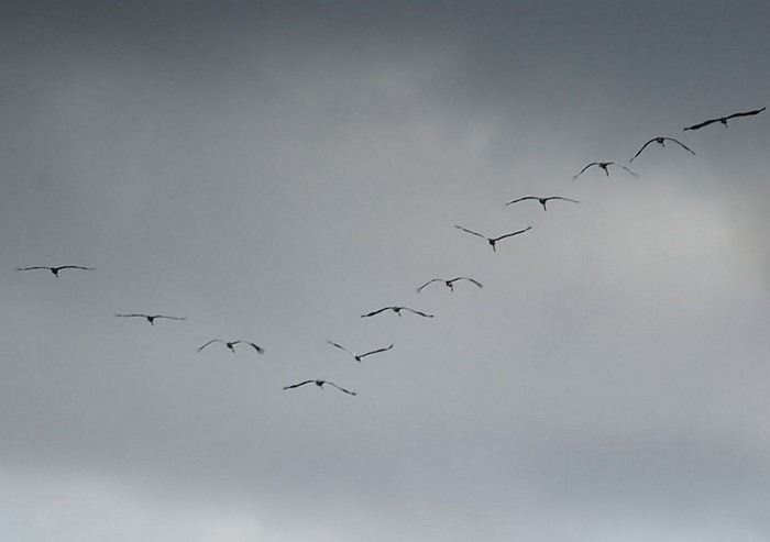 Common Crane