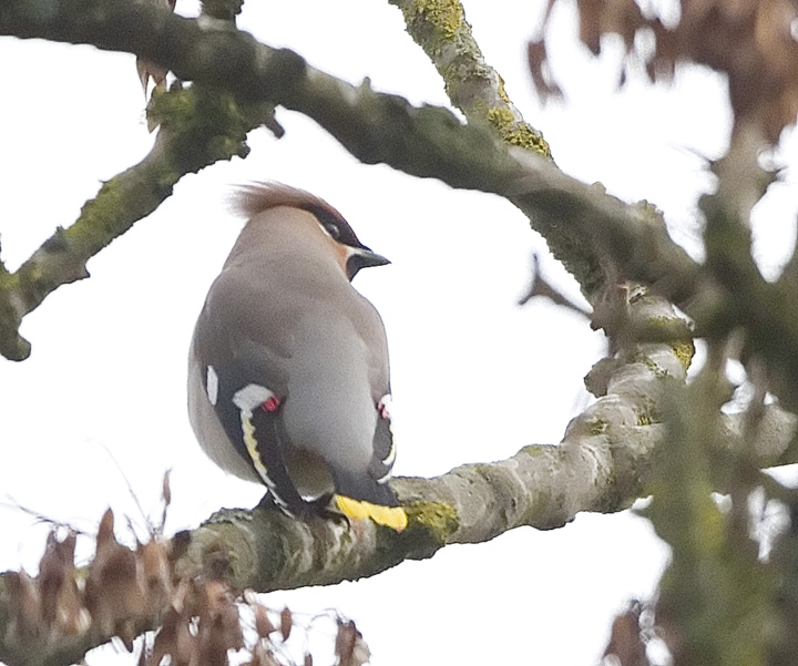 Waxwing
