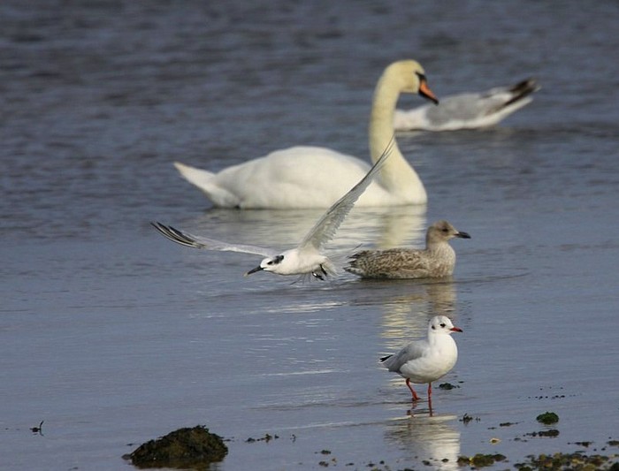 Sandwich Tern