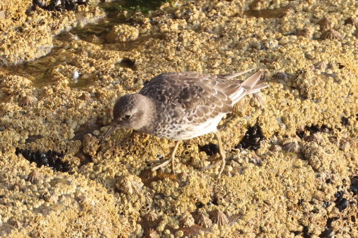 Purple Sandpiper