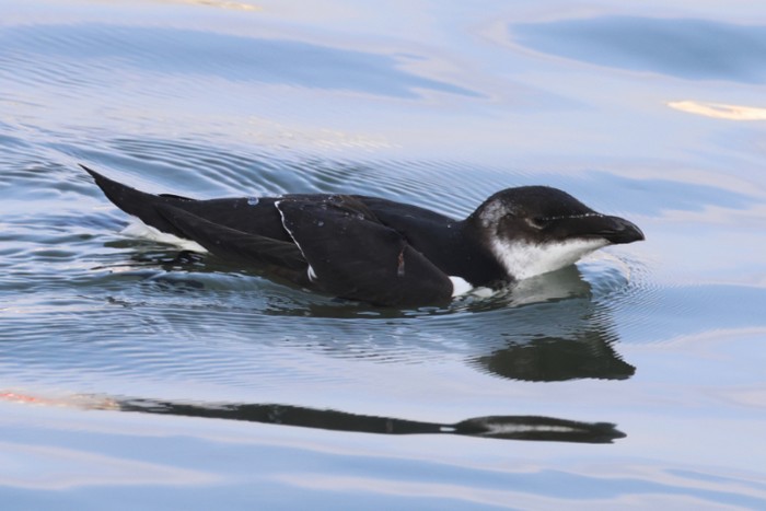 Razorbill