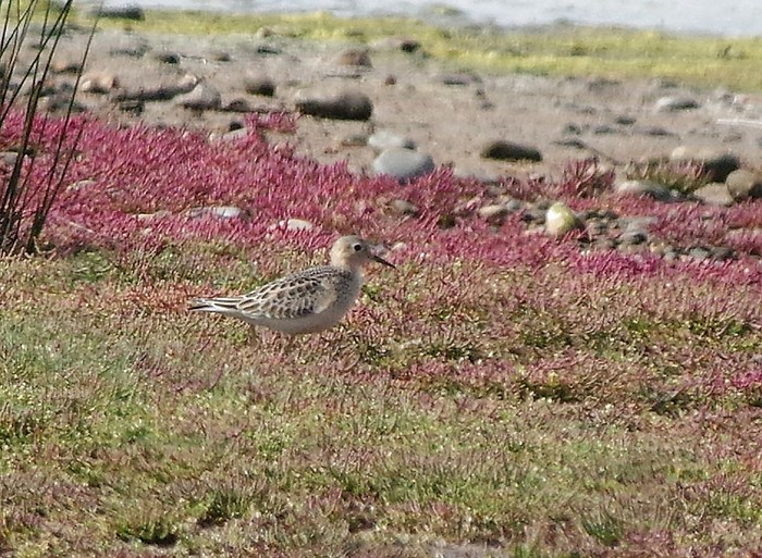Buff-breasted Sandpiper
