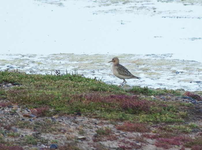 Buff-breasted Sandpiper