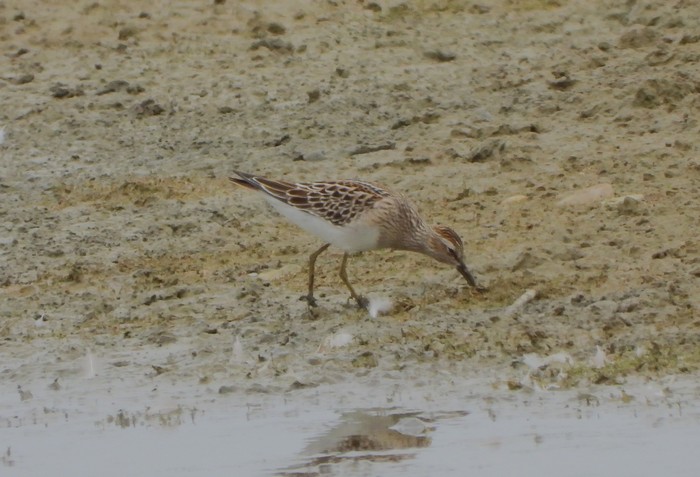 Pectoral Sandpiper