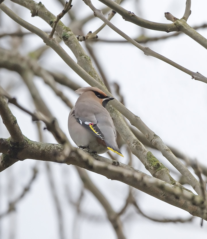 Waxwing