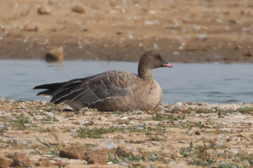 Pink-footed Goose