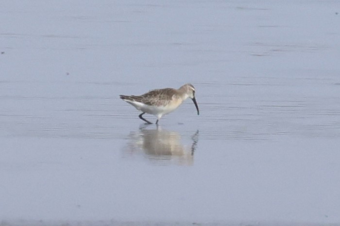 Curlew Sandpiper