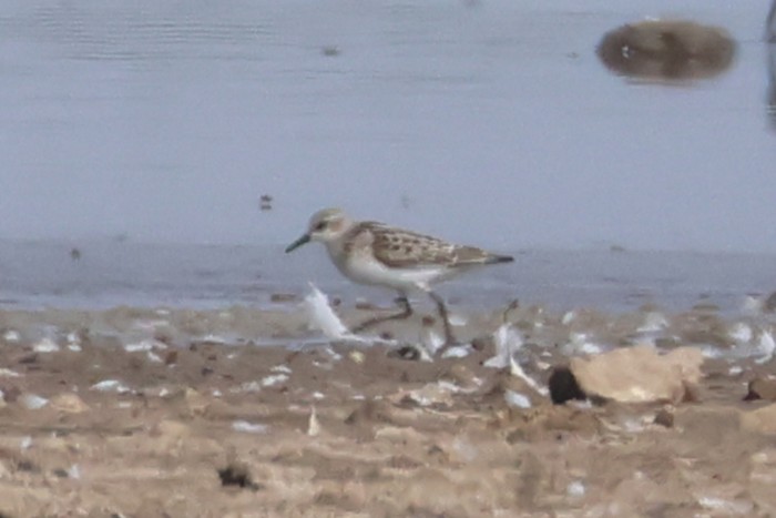 Little Stint