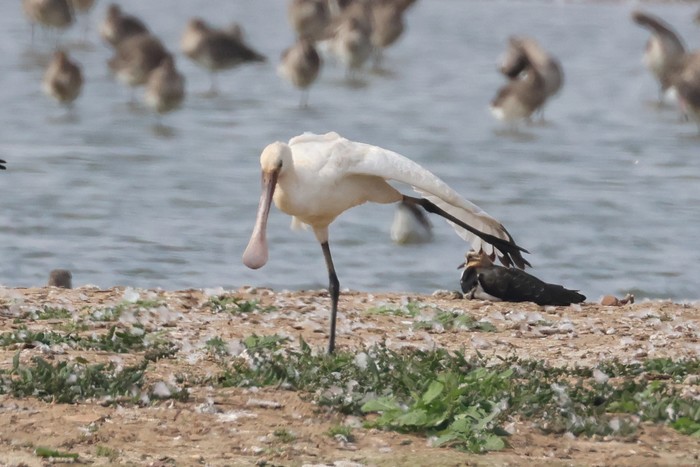 Spoonbill