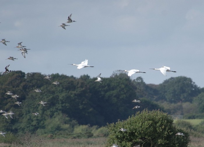 Spoonbill