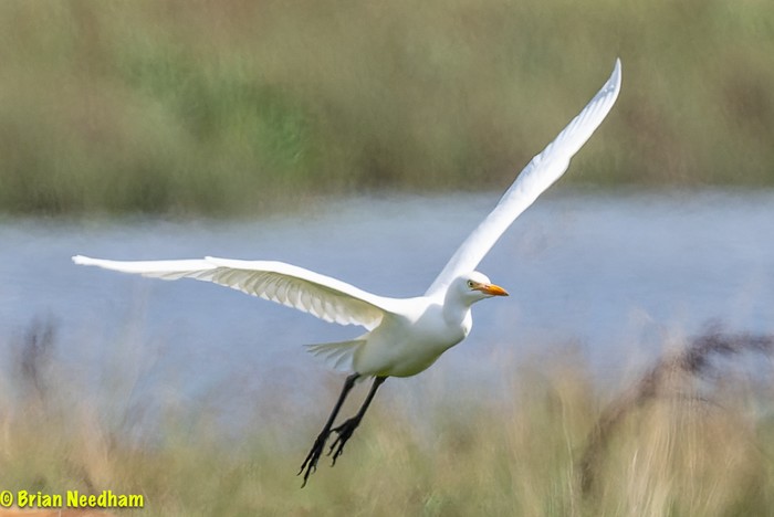 Cattle Egret