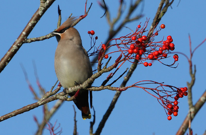 Waxwing