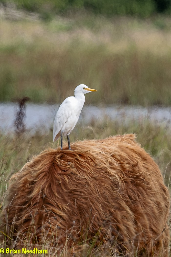 Cattle Egret