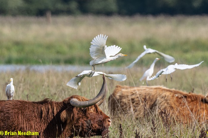 Cattle Egret