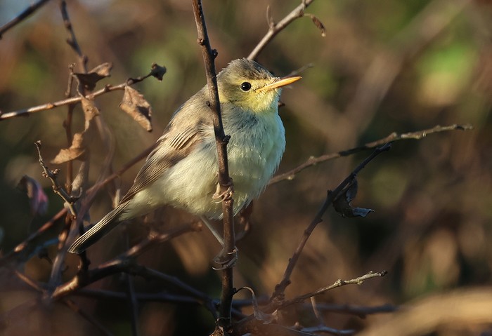 Melodious Warbler