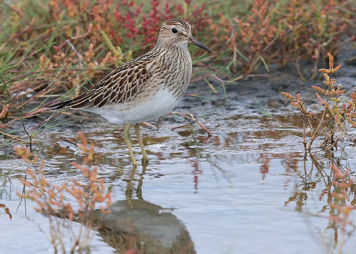 Pectoral Sandpiper