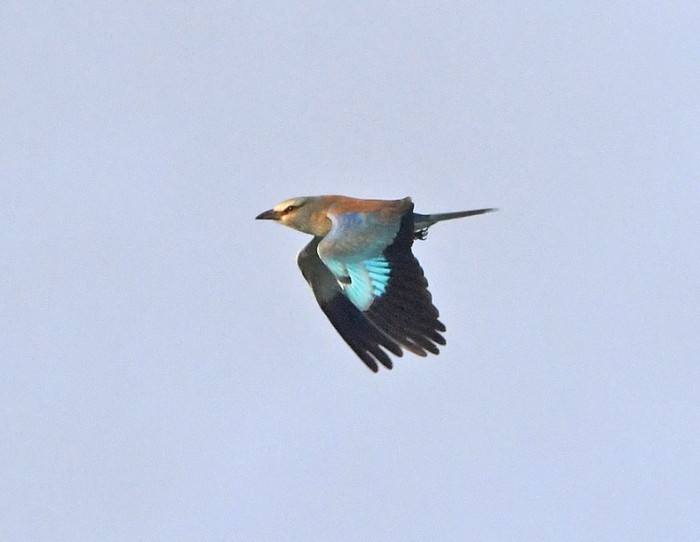 Roller