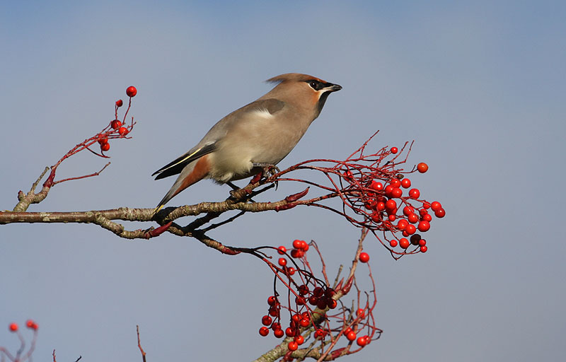Waxwing